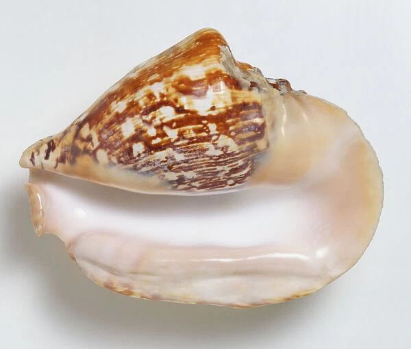 Strombus latissimus, broad Pacific Conch Shell, above view large heavy shell with flared outer lip orange cream colour with red brown markings