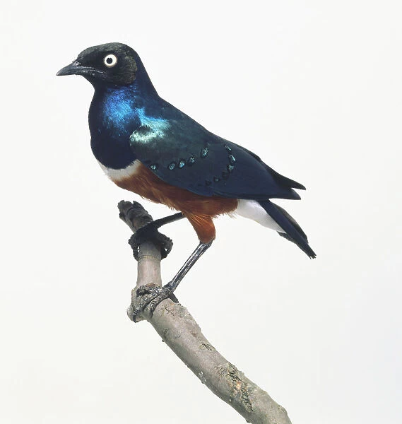 Superb Starling (Lamprotornis superbus) perching on branch, close-up