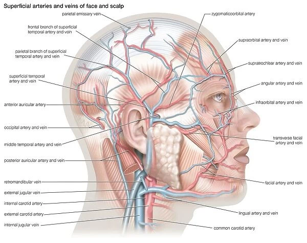 Superficial arteries and veins of the face and scalp