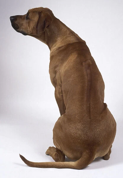 A tall reddish-brown Rhodesian ridgeback dog with a long athletic back sits on the floor looking left, back view