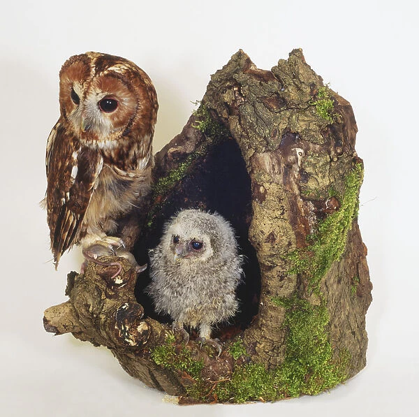 Tawny Owl (Strix aluco) and its Chick perched by the hollow of a tree, side view