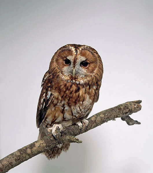 Tawny owl (Strix aluco), mottled chestnut-brown owl perched on branch
