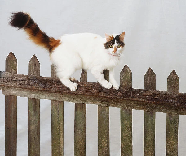 Turkish Van Cat (Felis catus) standing on picket fence, side view