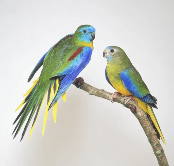 Two Turquoisine Grass Parakeets - Side View