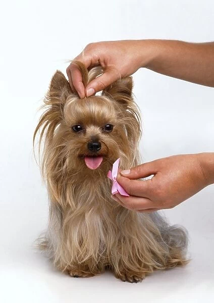 Tying the hair of a Yorkshire Terrier with a bow