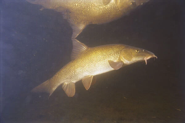 Underwater shot of a barbel fish hunting with its reflection on the surface