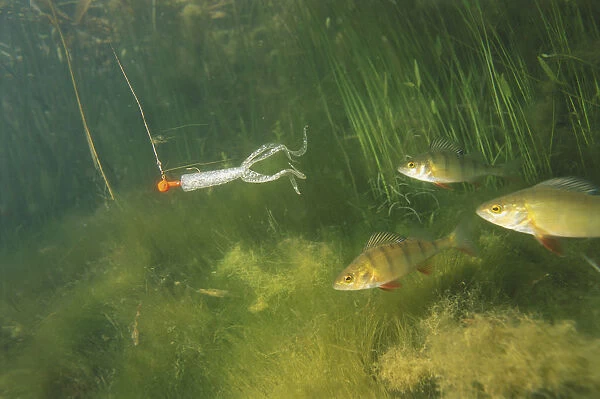 Underwater shot of a plastic worm lure being chased by small fish in the murky green river