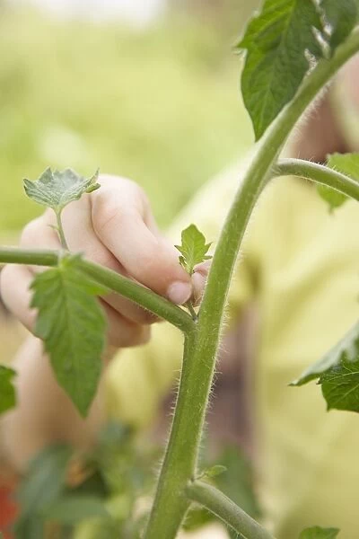 Using fingers to pinch out tomato plant shoots