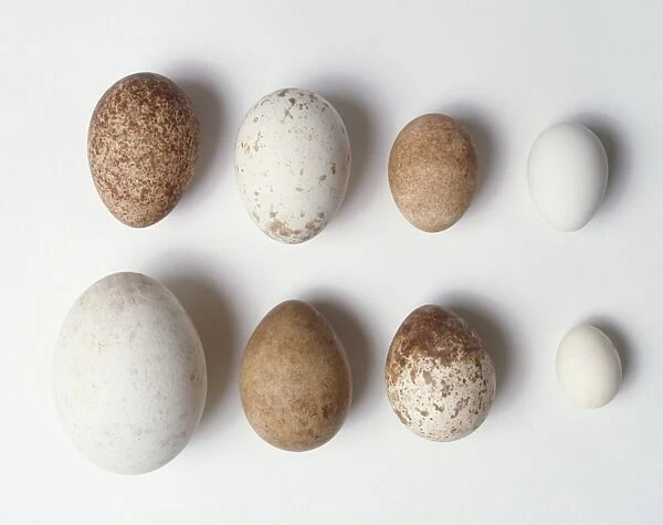A variety of eggs from birds of prey, including Golden eagle, Yellow-billed kite, Peregrine falcon, Saker falcon, Merlin, White-faced scops owl, African pygmy falcon