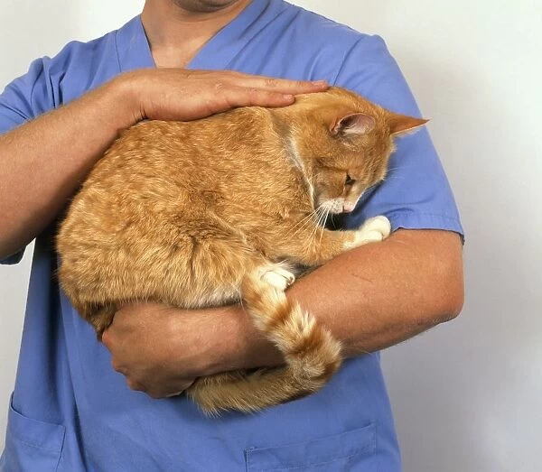 Vet holding and stroking stroking ginger and white cat