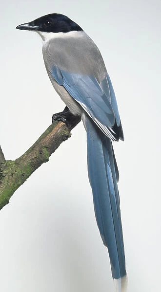 Side view of an Azure-Winged Magpie, perched on a branch, showing its short, blue wings, glossy blue plumage  /  feathers and long, arching, graduated tail