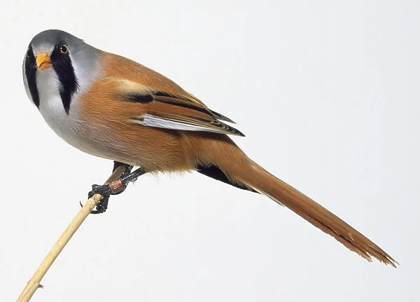 Side view of a Bearded Tit perched on a thin but sturdy looking stem. This example is a male of the species as it has a black moustache