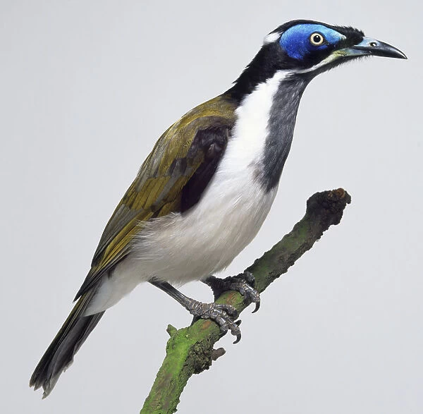 Side view of a Blue-Faced Honeyeater, perching on a branch, with head in profile, showing the patches of bare, blue skin around the eyes, dark breast stripe, white underside, tapering wing, and tough feet gripping the perch firmly
