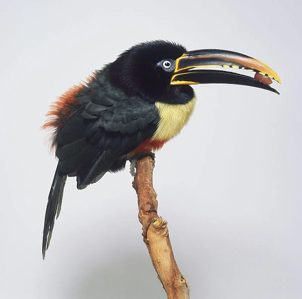 Side view of a Chestnut-Eared Aracari, perching on a branch, with head in profile showing serrated edges on both mandibles, slender tongue, dull chestnut ear patch revealed at certain angles to the light, red band across the belly, long, tapering tail