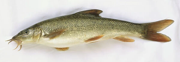 Side view of a dead common barbel fish with grey brown scales and barbels or whiskers around its mouth