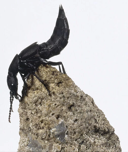 Side view of Devils Coach Horse Beetle, Staphylinus olens, perched on top of stone