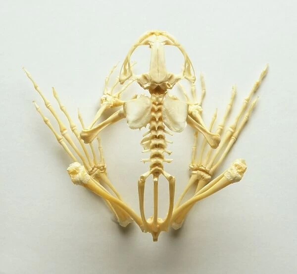 Above view of a frog skeleton arranged in a squatting position