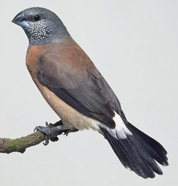 Side view of a Grey-Headed Silverbill, a common African finch, perching on a narrow branch, with head in profile showing white spots on the cheeks, and the tail feathers with a rounded tip