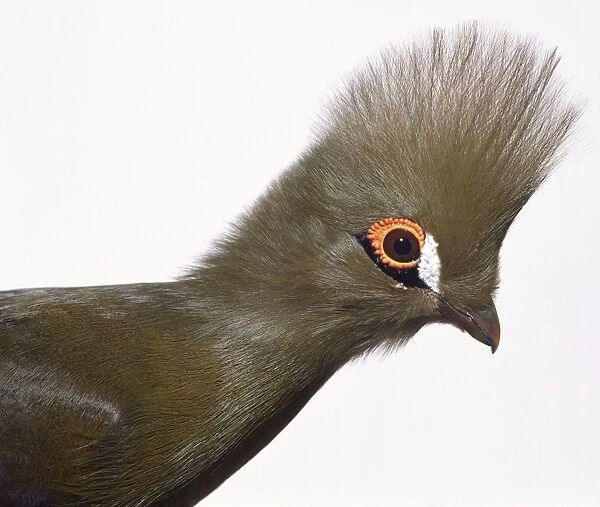 Side view head profile of a Guinea Turaco, showing the crest of feathers on the head and white patch near the eye. The pure pigments in the plumage are unique to Turaco s