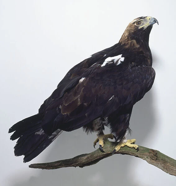 Side view of an Imperial Eagle, Aquila heliaca, perched on a branch