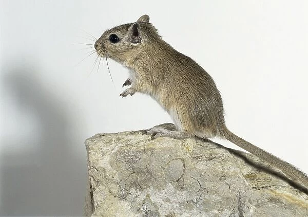 Side view of a mongolian gerbil standing-up on its hind legs on a rock