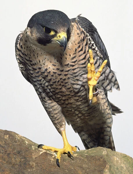 Front view of a Peregrine Falcon pale-breasted form, standing on a rock, with one foot held in the air. The falcon is looking down at the foot