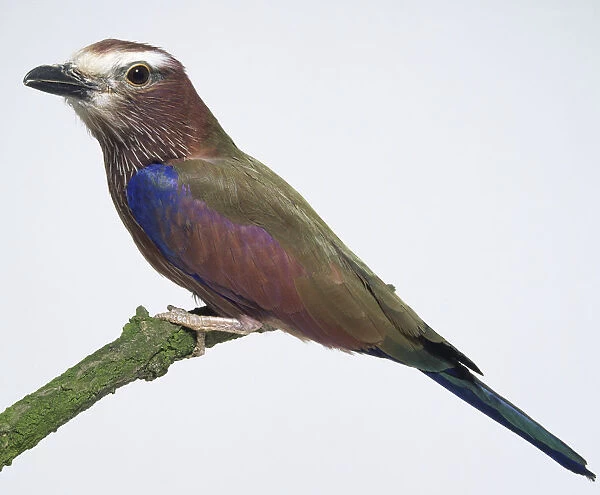 Side view of a Rufous-Crowned Roller, perching on a lichen-covered branch, with white streaks on head and breast plumage, and pink and blue wing patches