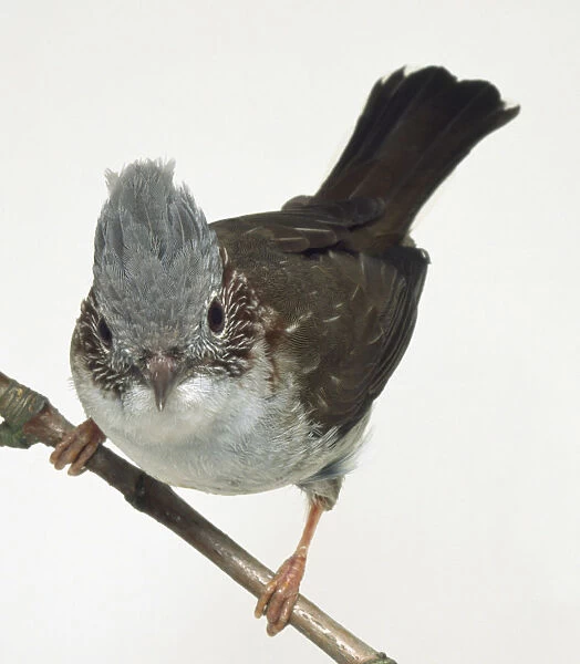 Front view of a Striated Yuhina, perching on a thin branch with buds, displaying the bushy head crest and streaked plumage. The bird is leaning and facing forwards