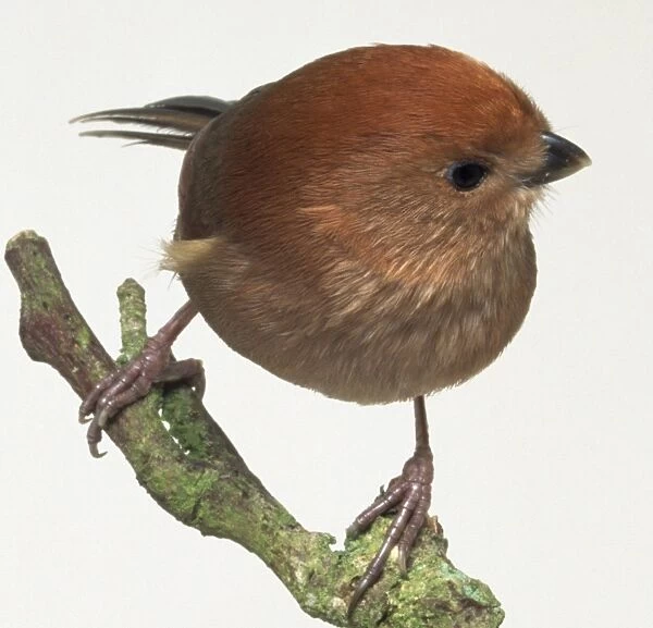 Front view of a Vinous-Throated Parrotbill, perching on a moss-covered branch, with its head in profile and leaning slightly forwards