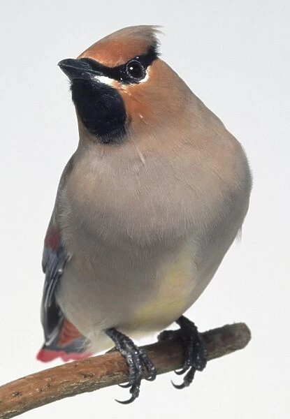 Side view of a Waxwing perched on a branch. Male and female birds of this species
