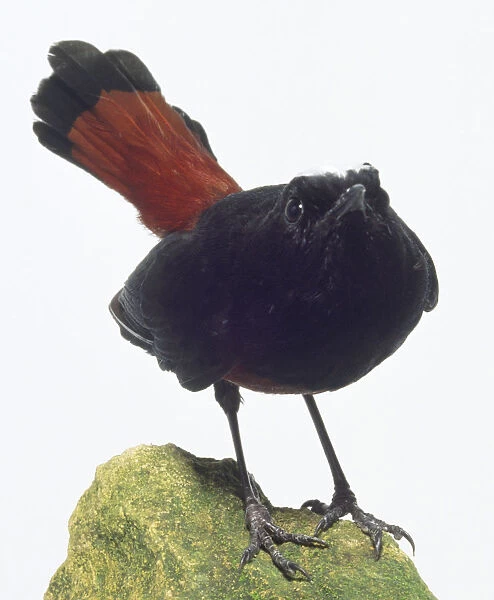 Front view of a White-Capped Water Redstart, Chaimarrornis leucocephalus, perching on a lichen-covered rock, with head in profile, showing the black plumage and displaying the rufous tail feathers