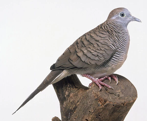 Side view of a Zebra Dove, perching on a tree stump, showing the plump body, long tail feathers and with its head in profile