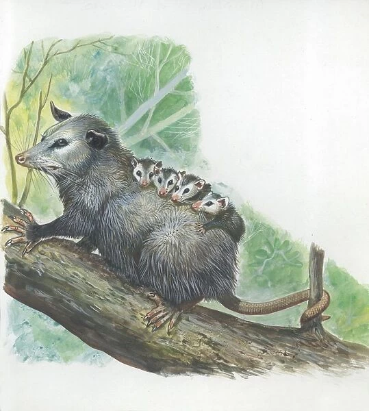 Virginia Opossum Didelphis virginiana carrying cubs on back, illustration