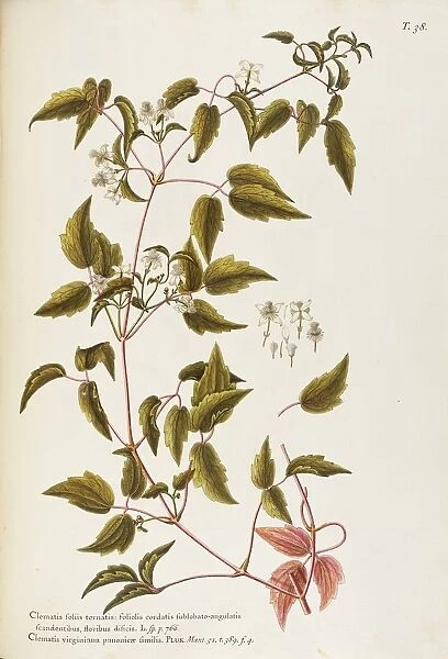 Virgins Bower or Devils Darning Needles (Clematis virginiana), Ranunculaceae by Giovanni Antonio Bottione, watercolor, 1770-1781