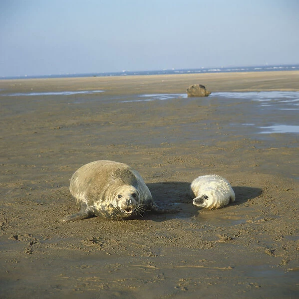 Two Weddell Seals (Leptonychotes weddelli), adult and pup, lying on beach at low tide