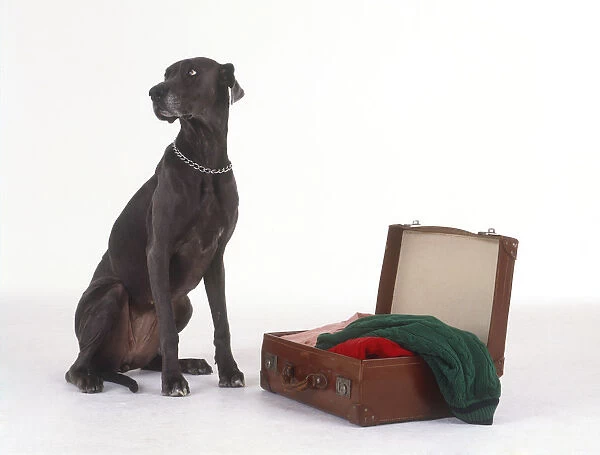 Weimaraner dog sitting beside suitcase