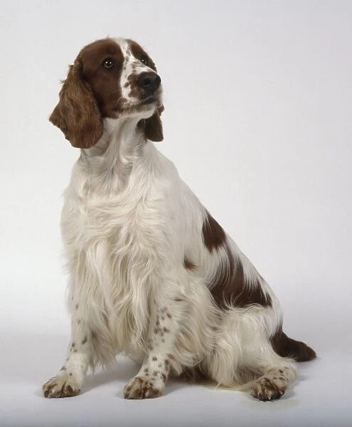 Welsh Springer Spaniel, seated, looking up