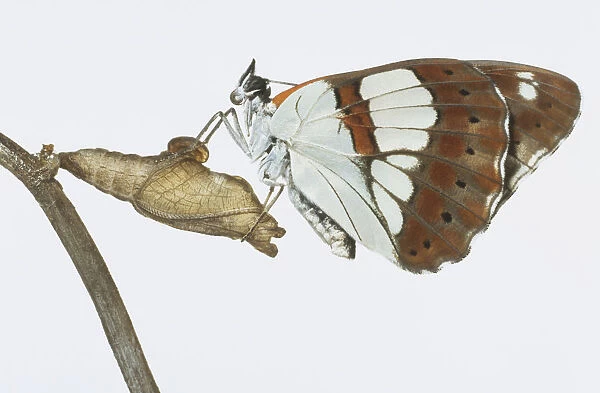 White Admiral butterfly (Ladoga camilla) perched on pupa, side view