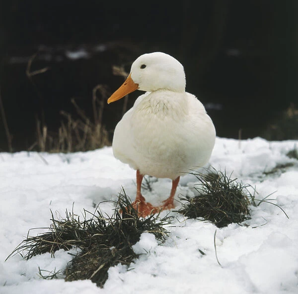 White Duck standing in snow