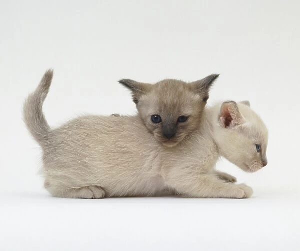 Two white kittens playing