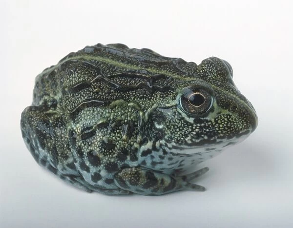 White Lipped River Frog (Leptodactylus labialis), with mottled skin, close-up