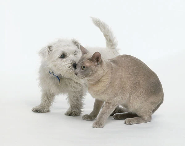 White puppy sniffing head of crouching Burmese cat, close-up
