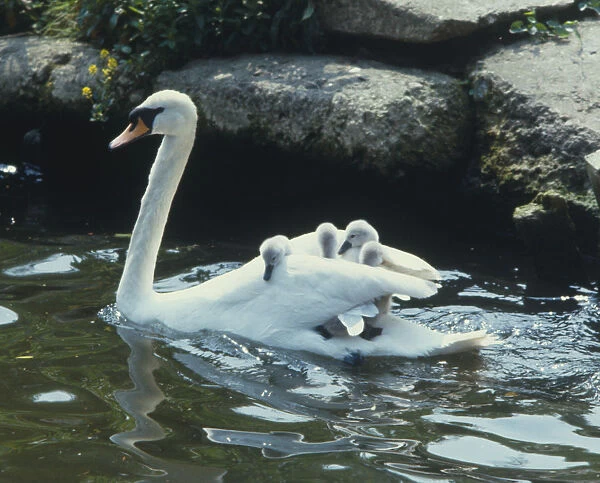 White Swan (Cygnus olor) swimming near shore with its young sitting amongst its wings, side view