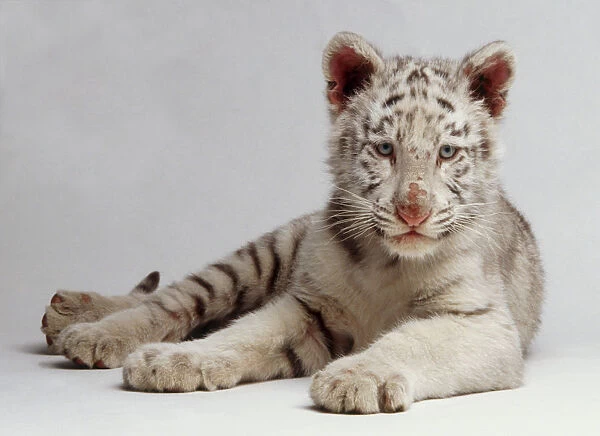 White tiger cub (Panthera tigris) lying down, white fur and dark stripes, front view