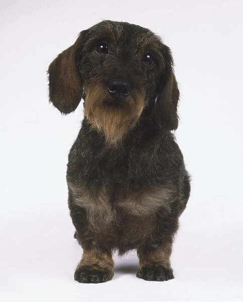 Wire-Haired Dachshund (Canis familiaris), standing, front view