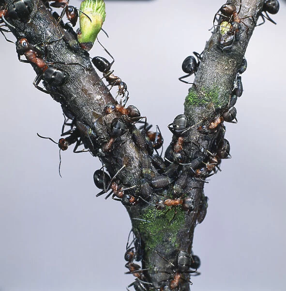 Wood Ants (Formica rufa) on a branch with birch aphids