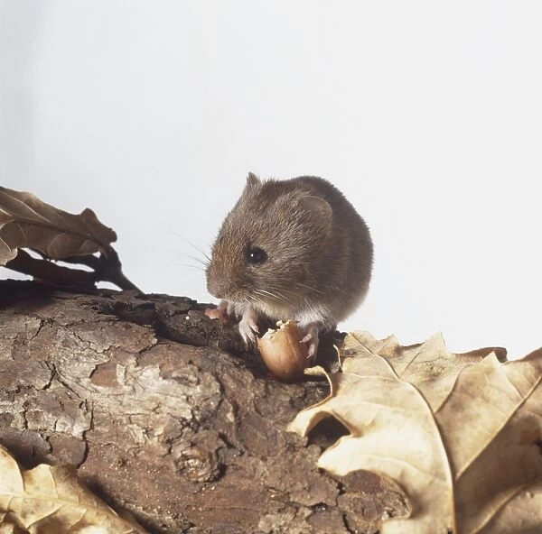 Wood Mouse (Apodemus sylvaticus) perched on bark of tree nibbling a nut