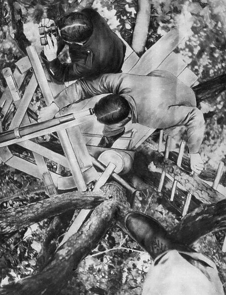 World War I 1914-1918: French observation post in an oak tree in the Woevre region of Lorraine