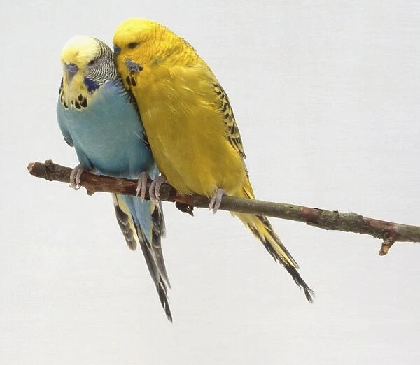 Yellow Budgerigar cuddling up to a blue Budgerigar perching next to it (Melopsittacus undulatus), front view