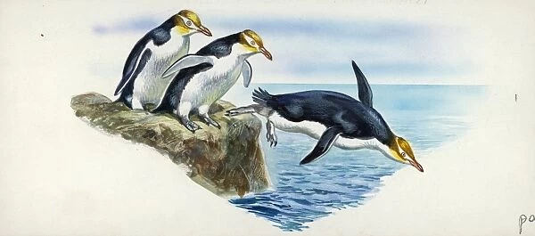 Yellow-eyed Penguins Megadyptes antipodes, illustration